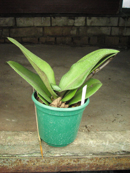 Doritaenopsis Taiwan Red Cat 'Red Cat'.jpg