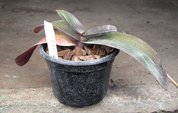 Doritaenopsis Joy Leopard Mount 'Leopard Mount'.jpg