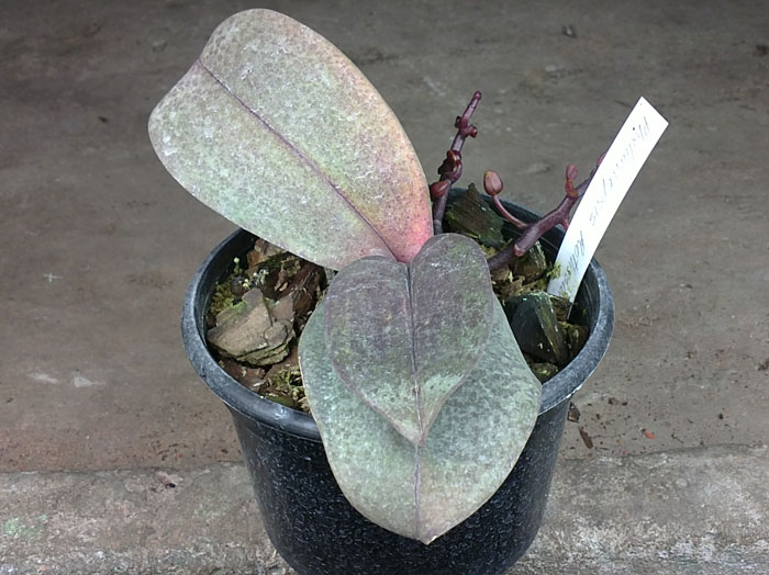 Phalaenopsis Rothschildiana.jpg