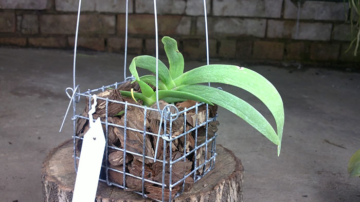 Angraecum leonis.jpg