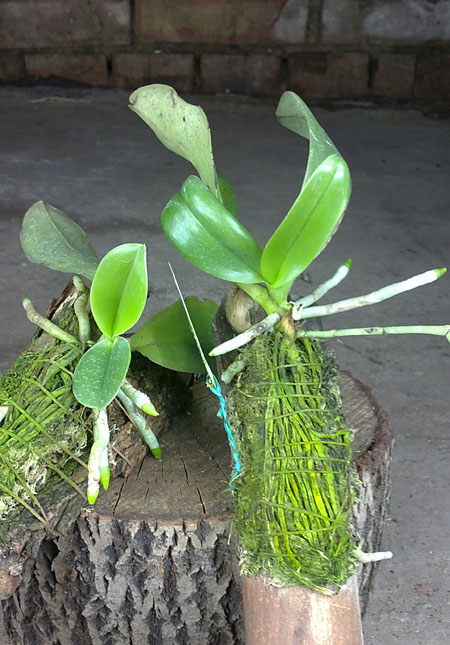 Phalaenopsis pulchra.jpg