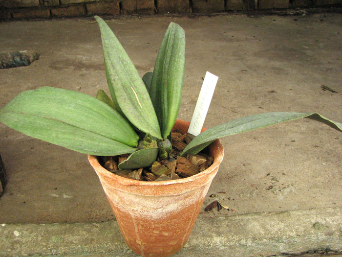 Psychopsis Kalihii 'Big'.jpg