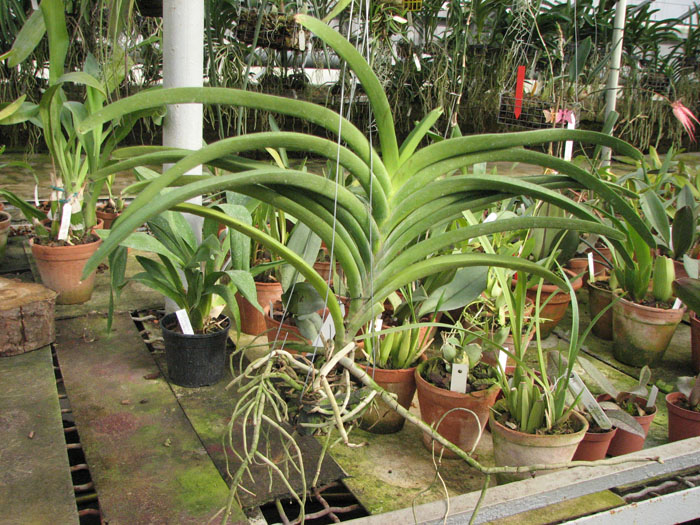 Vanda Chaiya x Vanda Sankamphaeng.jpg