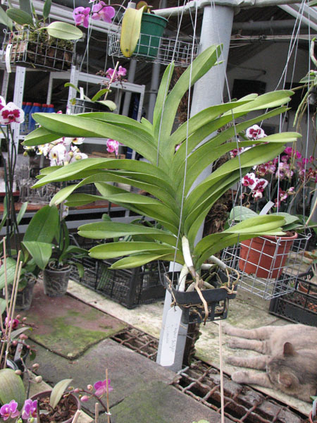 Vanda Kasem's Delight x Vanda coerulea.jpg