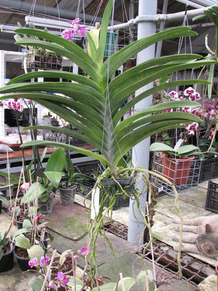 Vanda Pure's Wax 'Violet Blue'.jpg