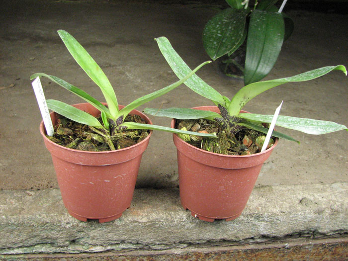 Paphiopedilum charlesworthi.jpg