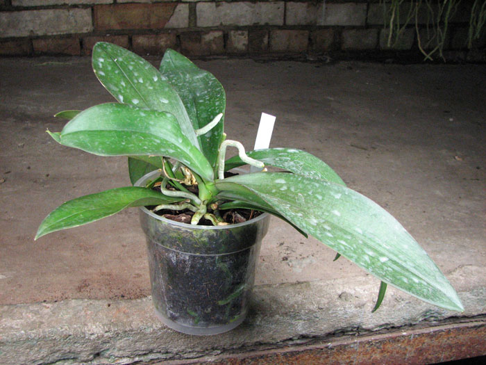 Phalaenopsis Mini Mark 'Maria Teresa'.jpg