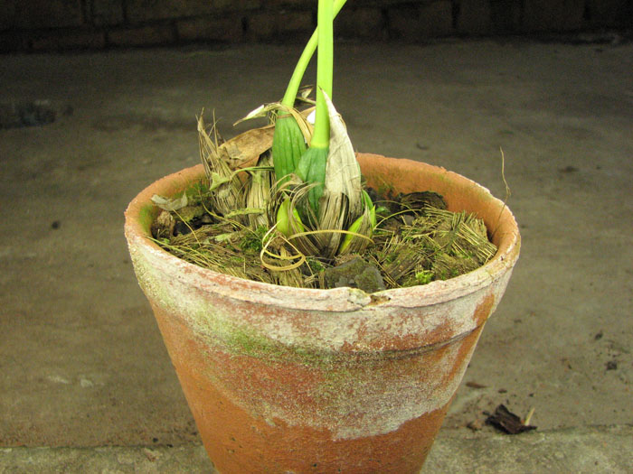 Maxillaria desvauxiana.jpg