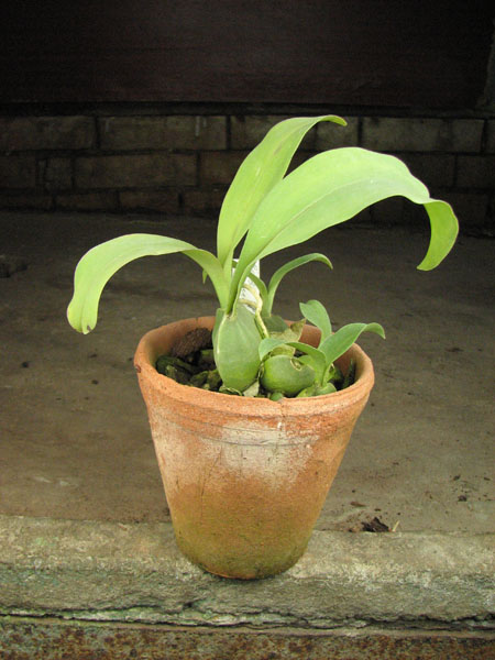 Rossioglossum grande.jpg
