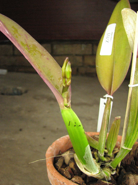 Cattleya labiata rubra 'Schuller' x Cattleya labiata rubra 'Deize'.jpg