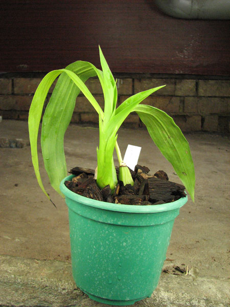 Zygopetalum Rhein Harlequin 'Cappuccino'.jpg