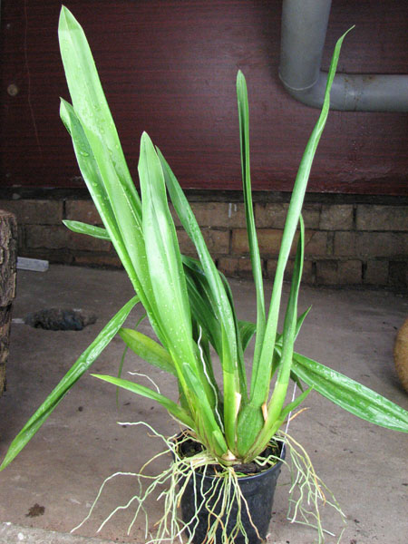 Odontocidium Hansueli Isler.jpg