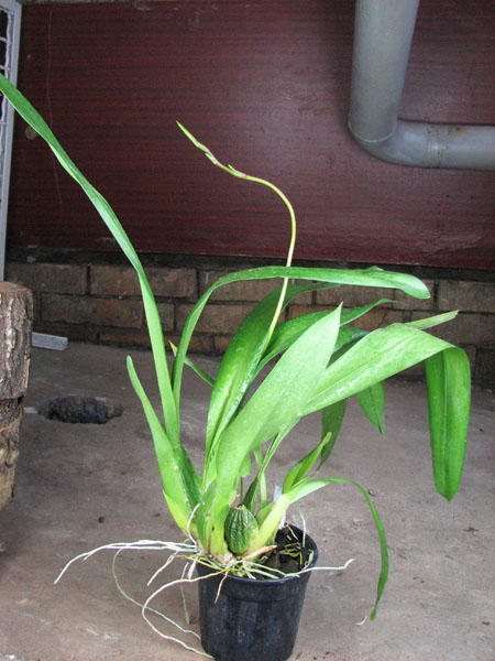 Wilsonara Anaway 'Augie'.jpg