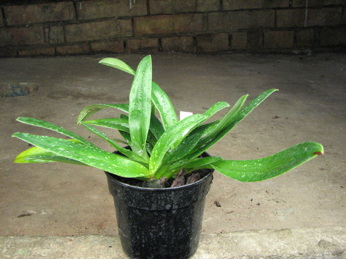 Paphiopedilum glaucophyllum x chamberlainianum x glanduliferum.jpg
