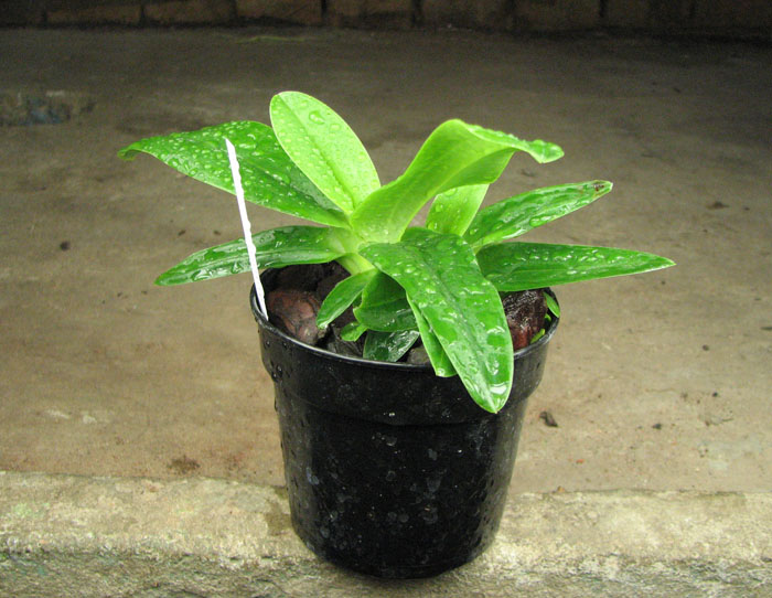 Paphiopedilum primulinum x emersonii.jpg