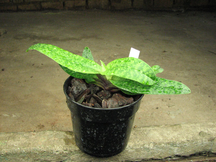 Paphiopedilum Envy Green (malipoense x primulinum).jpg