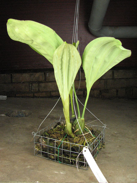 Stanhopea haseloviana.jpg