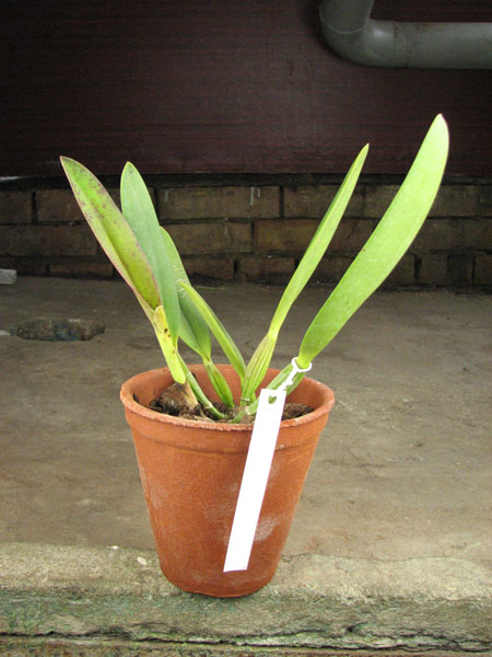 Cattleya eldorado tipo XXX x Cattleya eldorado rubra.jpg