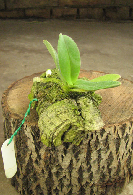 Amisiella  minor.jpg