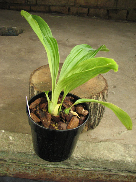 Paphinia herrerae.jpg