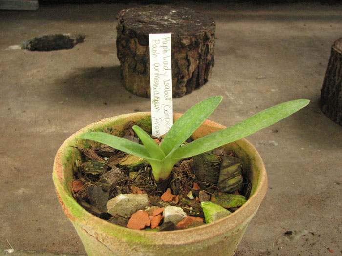 Paphiopedilum Lady Isabel 'Cooperation' x Paphiopedilum armeniacum 'From GV'.jpg