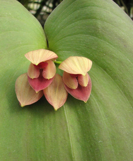 Pleurothallis marthae.jpg
