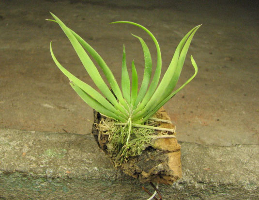 Ornithocephalus inflexus.jpg