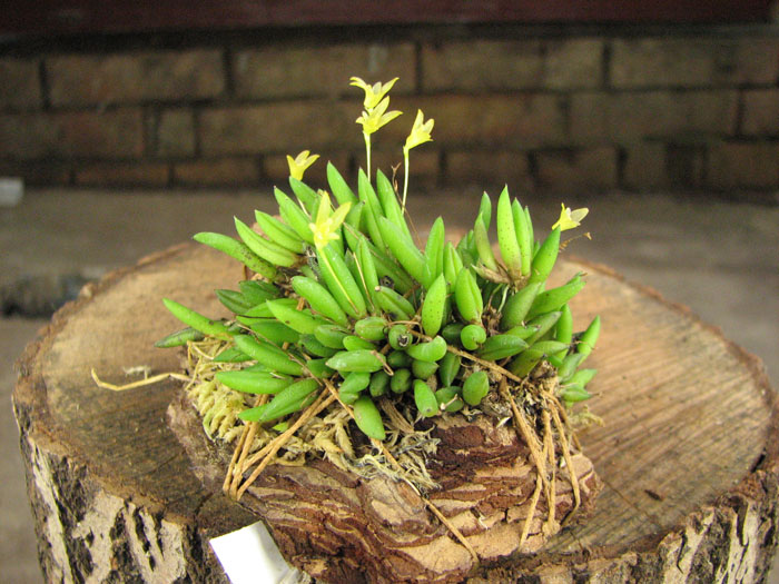 Pleurothallis leptotifolia.jpg