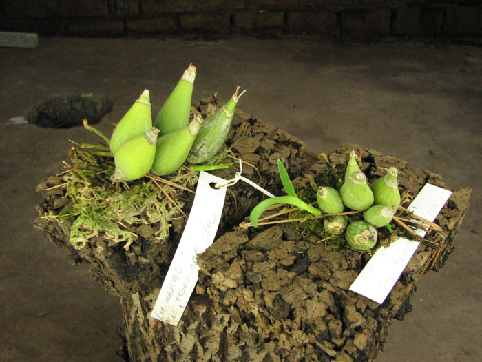 Encyclia mariae x Encyclia tampense semi-alba.jpg