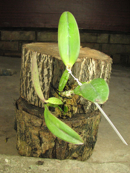 Laelia alaori suave 'Binot' x Cattleya luteola 'Big Star'.jpg