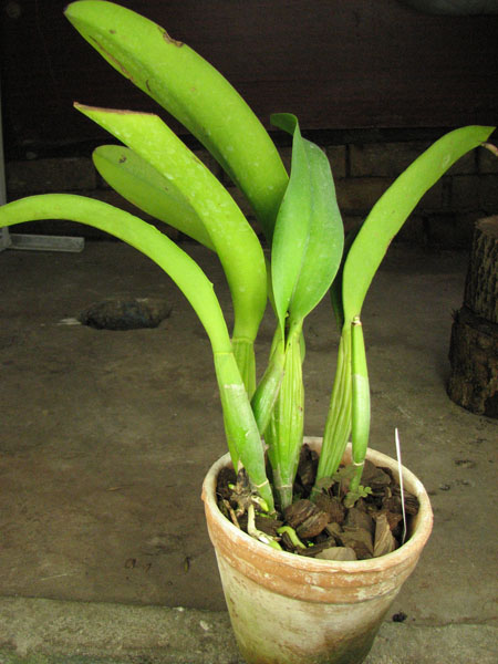 Laeliocattleya Orglade's Grand 'Yu Chang Beauty' (Mildred Rives x Persepolis).jpg