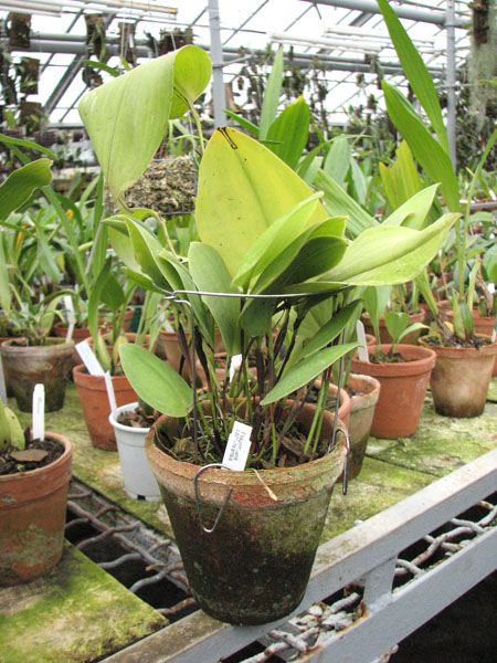 Pleurothallis cocornaensis.JPG