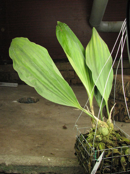 Stanhopea connata.jpg