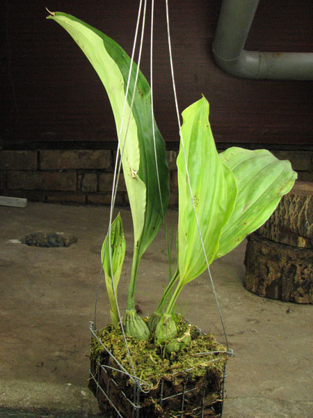 Stanhopea florida.jpg