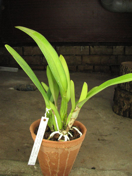 Cattleya trianae 'Fine Variety' x Cattleya trianae 'Oscura Posada' XXX.jpg