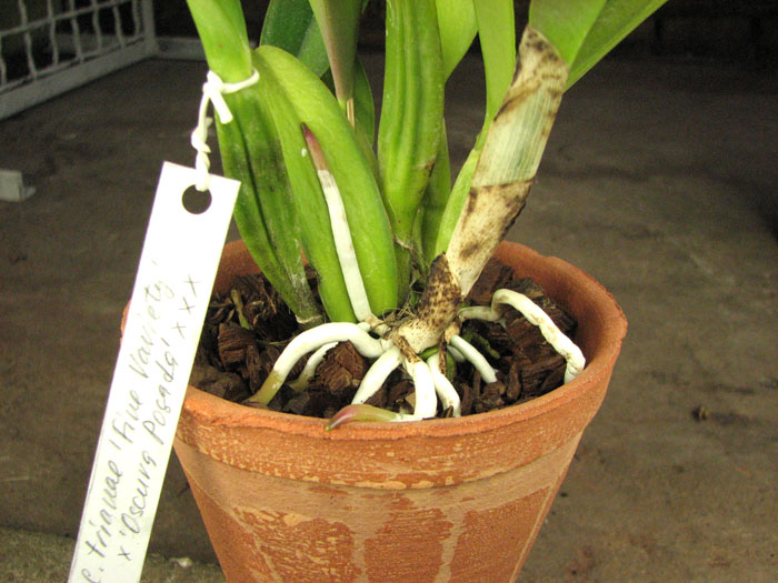 Cattleya trianae 'Fine Variety' x Cattleya trianae 'Oscura Posada' XXX.jpg