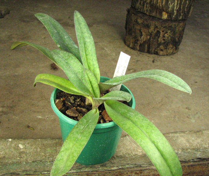 Paphiopedilum delenatii x Paphiopedilum Deena Nicol 'In-Charm'.jpg