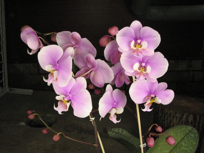 Phalaenopsis schilleriana 'Wan Dan' x Doritaenopsis Hsinying Maki 'Shot Gun'.jpg