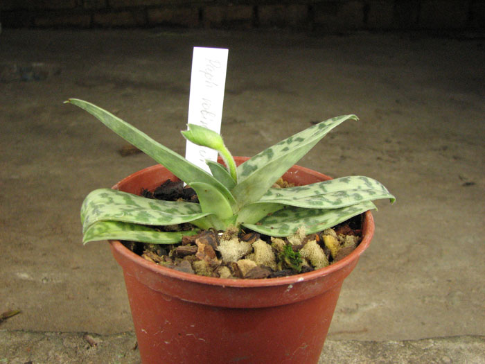 Paphiopedilum robinsonii.jpg