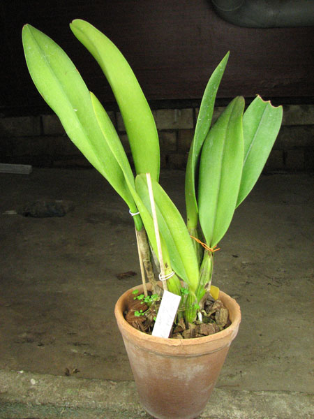 Brassolaeliocattleya Pink Empress 'Ju-Sen'.jpg