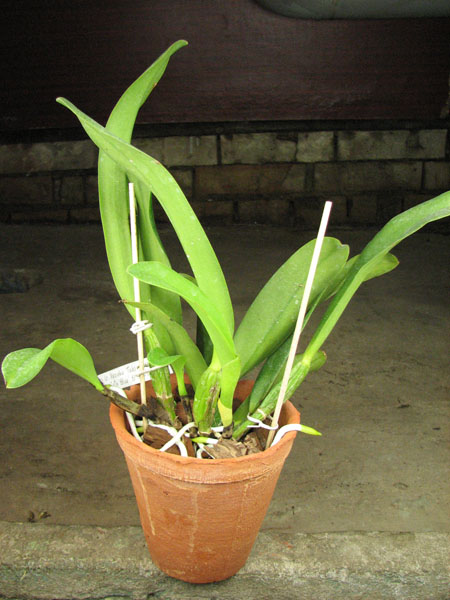 Laeliocattleya Kazuko Takamatsu 'Seto Blue'.jpg