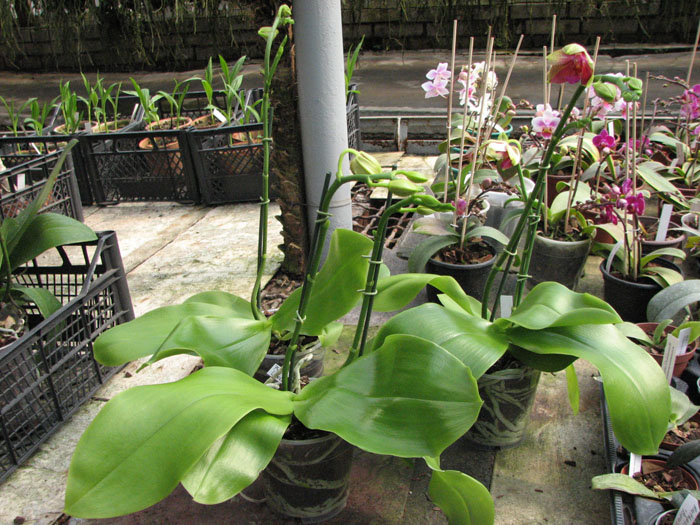 Phalaenopsis Liodoro (Phalaenopsis Deventeriana x Phalaenopsis violacea).jpg