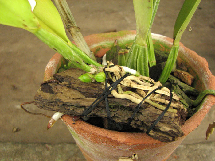 Cattleya dowiana rosea x self.jpg