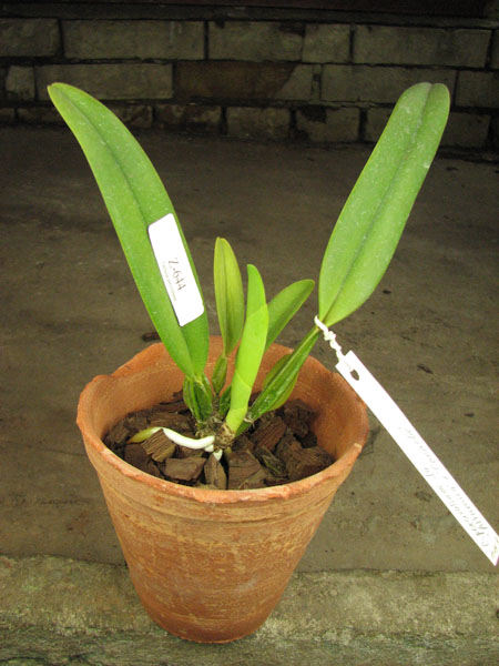 Cattleya percivaliana semi alba 'Altamira' (11-6) x percivaliana semi alba 'Carache' (06-6).jpg