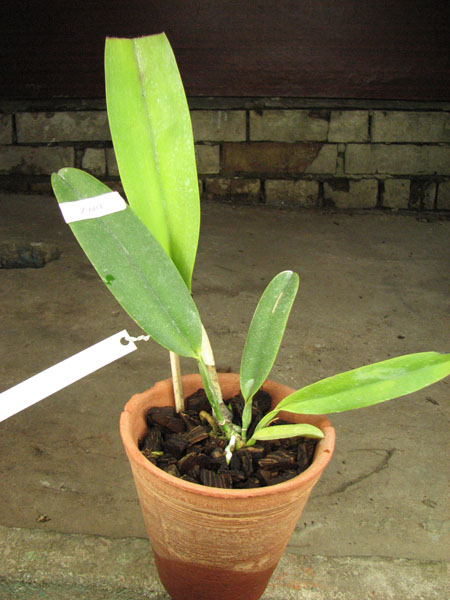 Cattleya rex x rex.jpg