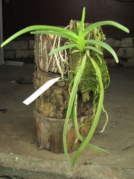 Neofinetia falcata x Rhynchostylis retusa.jpg