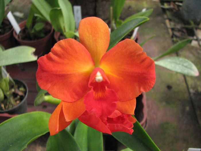 Guarisophleya Sunrise Doll 'Sweet Valentine'.jpg