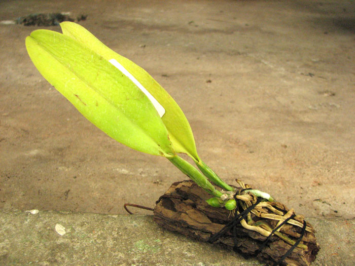 Cattleya dowiana rosea x self.jpg