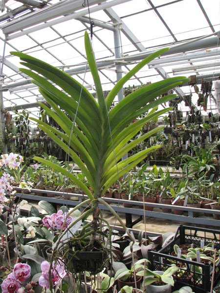 Ascocenda Princess Mikasa Blue.jpg