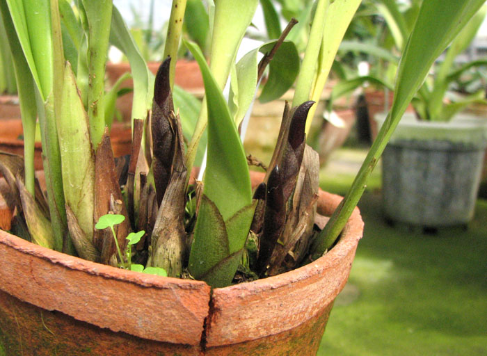 Maxillaria calantha.jpg